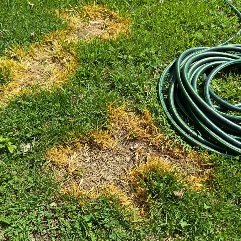 Patchy lawn with brown spots from pet waste damage
