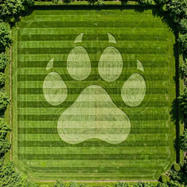 Aerial view of a striped green lawn with a mowed paw-print pattern