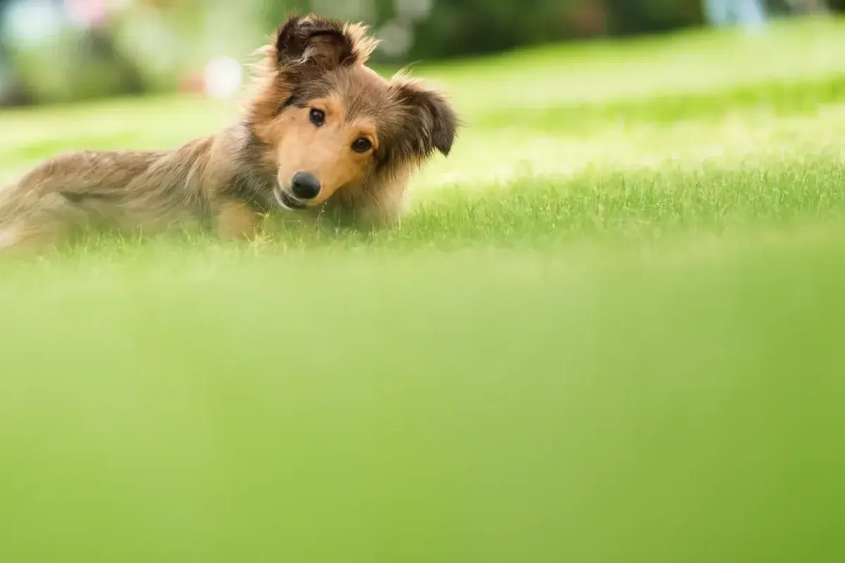 Dog relaxing in a clean green yard after pet waste removal